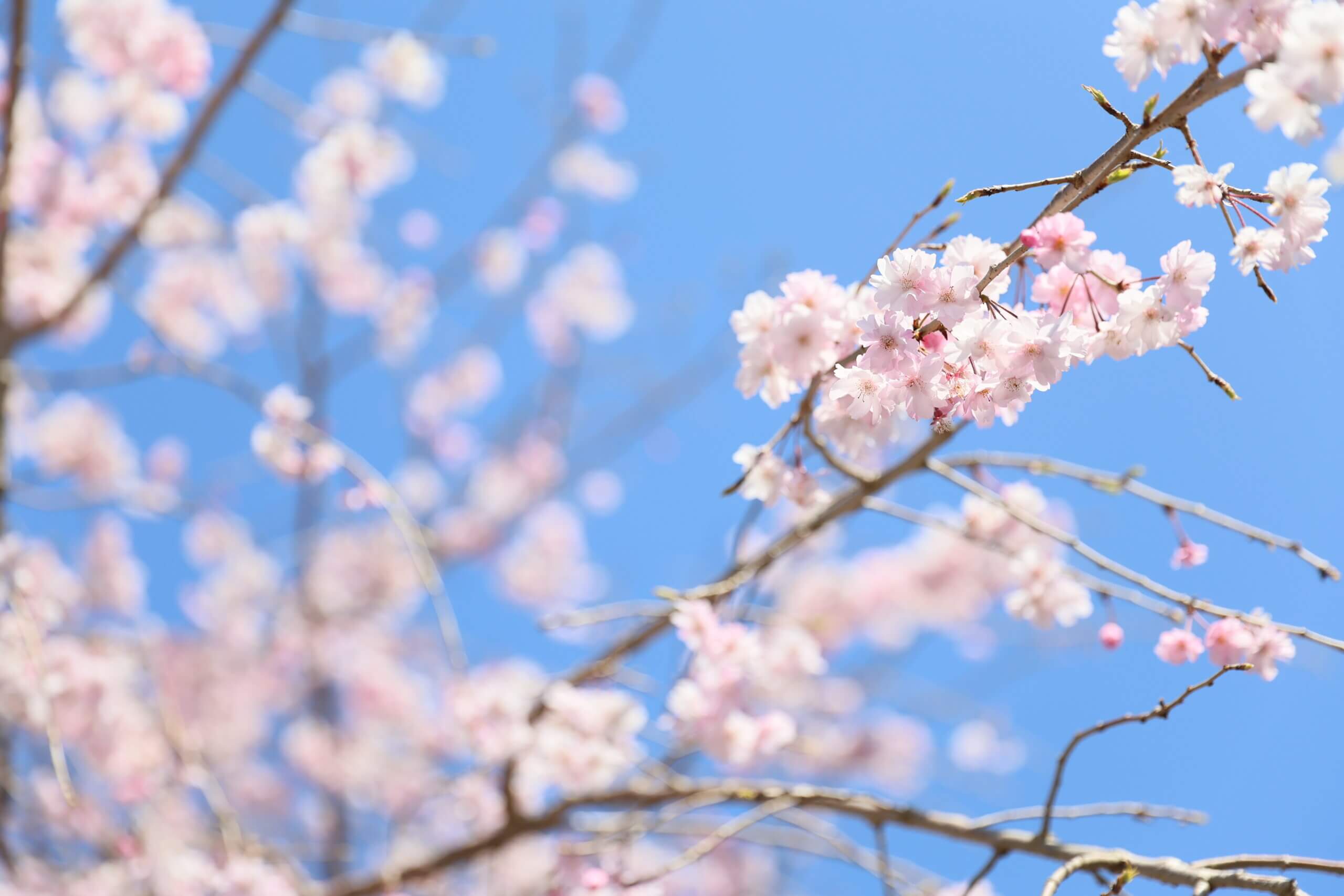 Featured image for “卒園式・入園式シーズン終了”